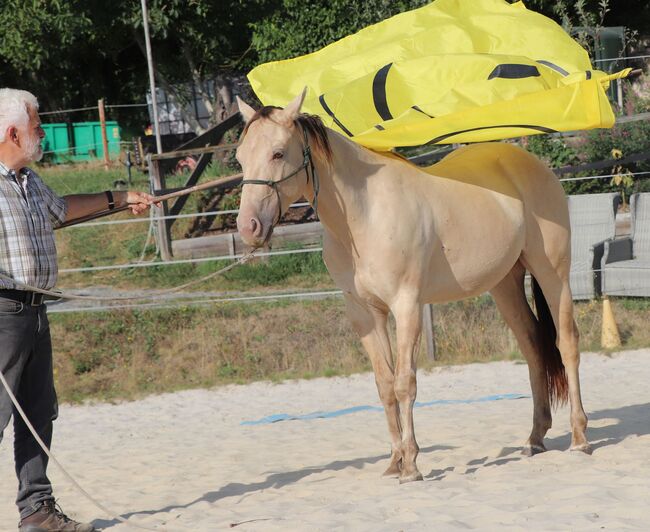 Traumpferd mit Herz und Farbe - Zeb sucht seinen Menschen, Kerstin Rehbehn (Pferdemarketing Ost), Horses For Sale, Nienburg, Image 3