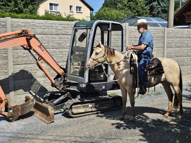 Traumpferd mit Herz und Farbe - Zeb sucht seinen Menschen, Kerstin Rehbehn (Pferdemarketing Ost), Horses For Sale, Nienburg, Image 14