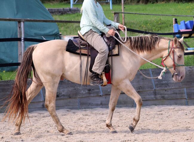 Traumpferd mit Herz und Farbe - Zeb sucht seinen Menschen, Kerstin Rehbehn (Pferdemarketing Ost), Horses For Sale, Nienburg, Image 19