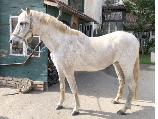 Traumpferd PRE, Mary, Horses For Sale, Lanzenkirchen, Image 8