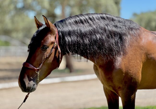 Traumpferd sucht Lebensstellung., Yvonne, Horses For Sale, Cadiz, Image 2