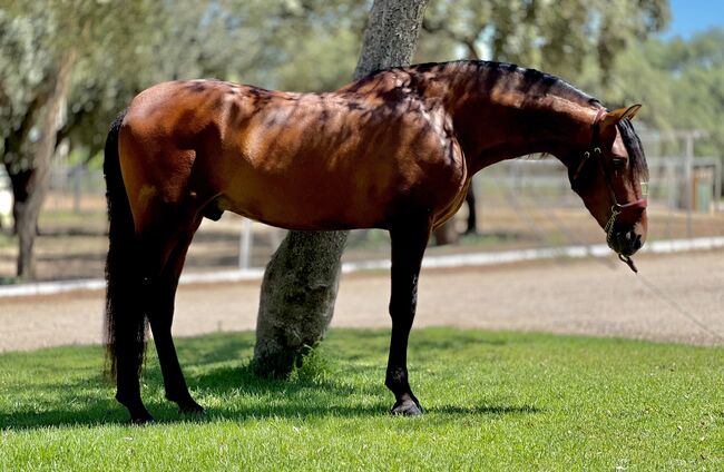 Traumpferd sucht Lebensstellung., Yvonne, Horses For Sale, Cadiz, Image 3