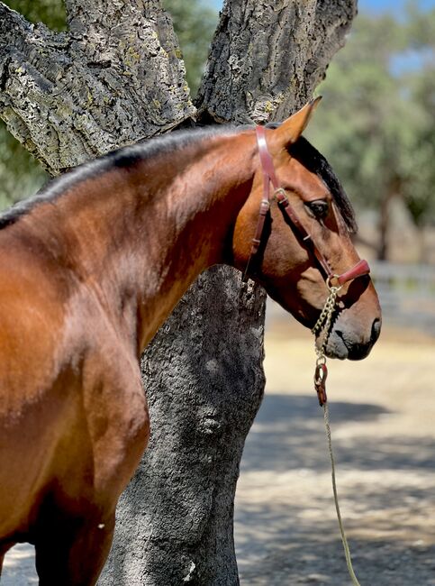 Traumpferd sucht Lebensstellung., Yvonne, Horses For Sale, Cadiz, Image 4