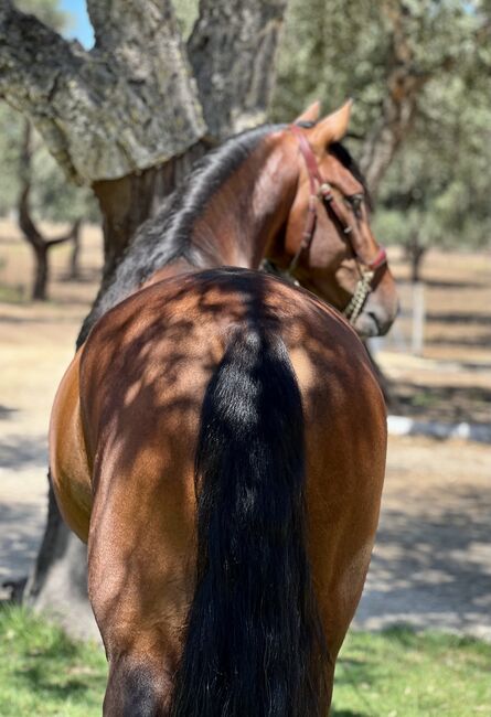 Traumpferd sucht Lebensstellung., Yvonne, Horses For Sale, Cadiz, Image 5