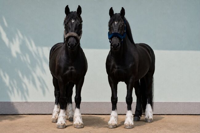 Traum Pferde, Annette, Horses For Sale, Prinzersdorf