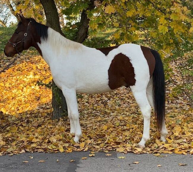 Traum Pony, Annette , Horses For Sale, St.pölten , Image 3