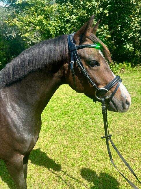 Traumpony sucht Bestplatz, Anna Bischof, Horses For Sale, Sankt Peter am Kammersberg