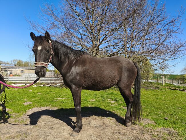 DRP Stute 10J 144cm, Maren, Horses For Sale, Klein Kussewitz
