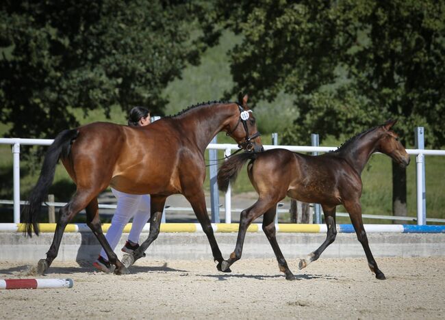 DSP Stutfohlen von Limbothello B, Anna Balk , Horses For Sale, Vohenstrauß, Image 3