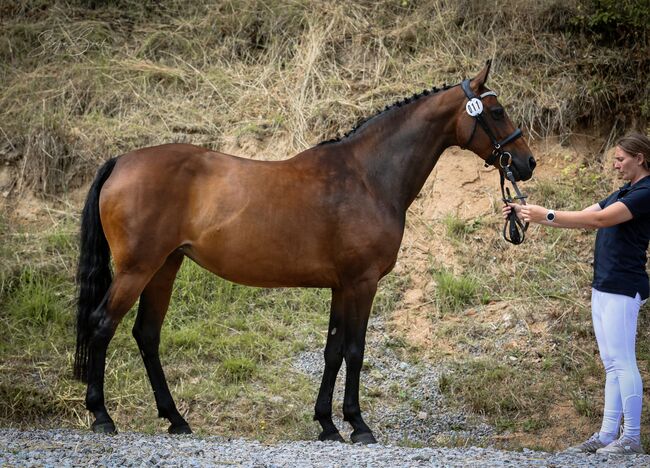 DSP Stutfohlen von Limbothello B, Anna Balk , Horses For Sale, Vohenstrauß, Image 9