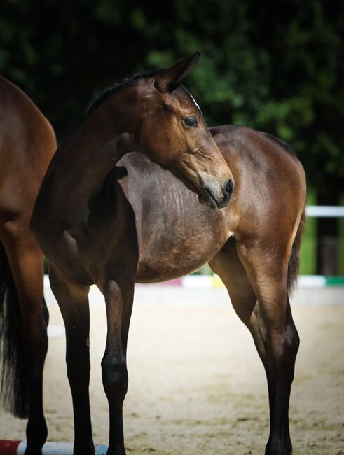 DSP Stutfohlen von Limbothello B, Anna Balk , Horses For Sale, Vohenstrauß