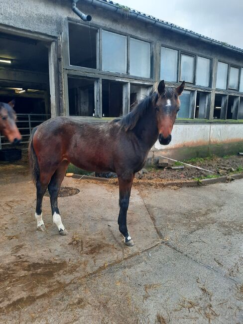 DSP Stutfohlen, Championatsfohlen, Ute Bartenstein, Horses For Sale, Misserode, Image 2