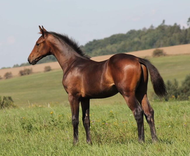 DSP Hengstfohlen von Fabion Blue Hors, Privat , Pferd kaufen, Bautzen 