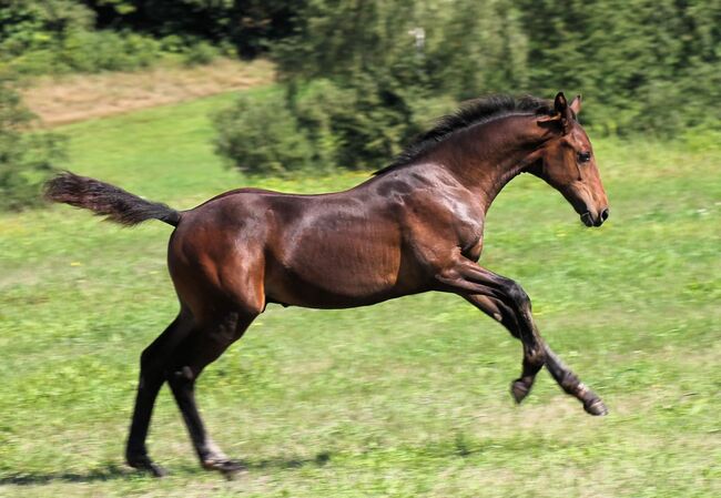 DSP Hengstfohlen von Fabion Blue Hors, Privat , Pferd kaufen, Bautzen , Abbildung 2