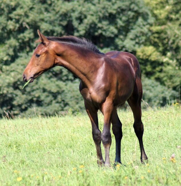 DSP Hengstfohlen von Fabion Blue Hors, Privat , Pferd kaufen, Bautzen , Abbildung 6