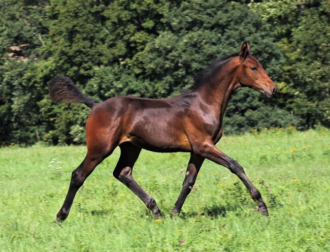 DSP Hengstfohlen von Fabion Blue Hors, Privat , Pferd kaufen, Bautzen , Abbildung 5