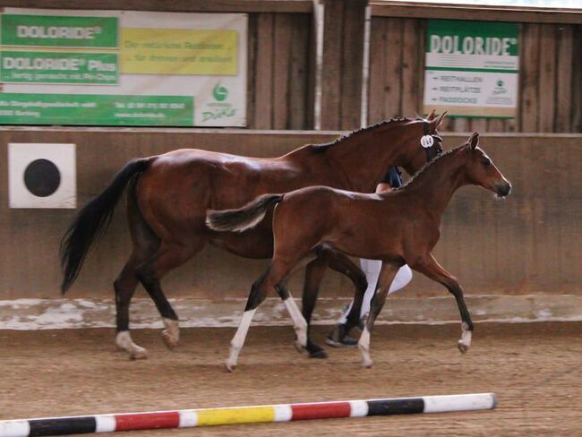 DSP HF von Chubakko Prämienfohlen, Anna Balk , Horses For Sale, Vohenstrauß