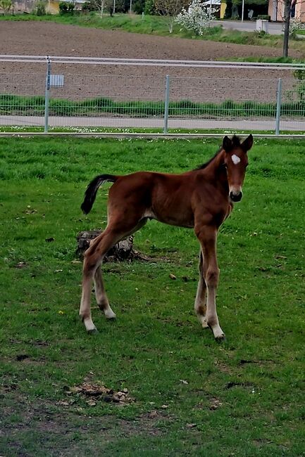 DSP HF v.Cantador, Welin Wilsenack, Horses For Sale, Parey, Image 2