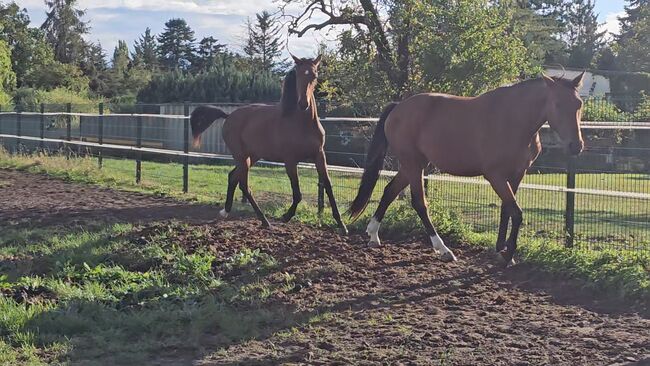 DSP Jährlingsstute von Obi Wan, Welin Wilsenack, Horses For Sale, Parey, Image 3