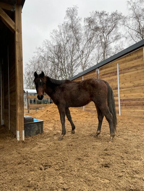 DSP Junghengst 2 Jährig, Sandra Funk, Horses For Sale, OFFENBACH , Image 2