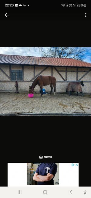 DSP Stute,Sportpferd,Springen,Vielseitigkeit, Dressur,Zucht, Natalie Rosenthal , Horses For Sale, Stockach, Image 13