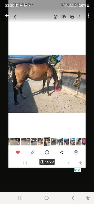 DSP Stute,Sportpferd,Springen,Vielseitigkeit, Dressur,Zucht, Natalie Rosenthal , Horses For Sale, Stockach, Image 11