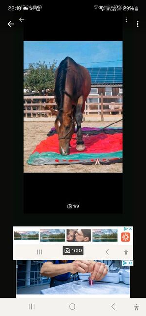 DSP Stute,Sportpferd,Springen,Vielseitigkeit, Dressur,Zucht, Natalie Rosenthal , Horses For Sale, Stockach