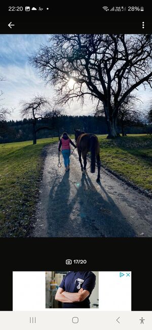 DSP Stute,Sportpferd,Springen,Vielseitigkeit, Dressur,Zucht, Natalie Rosenthal , Horses For Sale, Stockach, Image 8