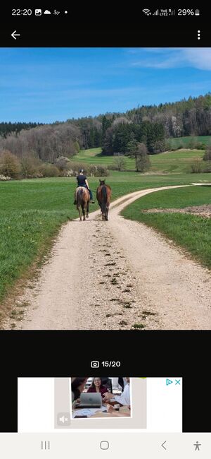 DSP Stute,Sportpferd,Springen,Vielseitigkeit, Dressur,Zucht, Natalie Rosenthal , Horses For Sale, Stockach, Image 17