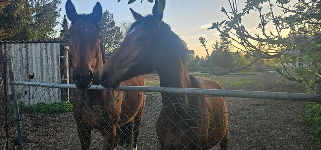 DSP Jährlingsstute von Obi Wan, Welin Wilsenack, Horses For Sale, Parey, Image 5