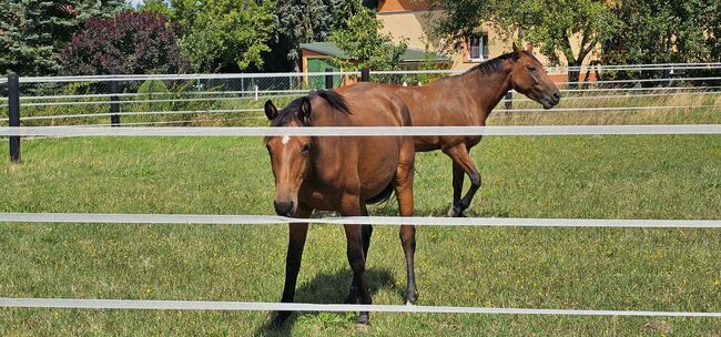 DSP Jährlingsstute von Obi Wan, Welin Wilsenack, Horses For Sale, Parey, Image 7