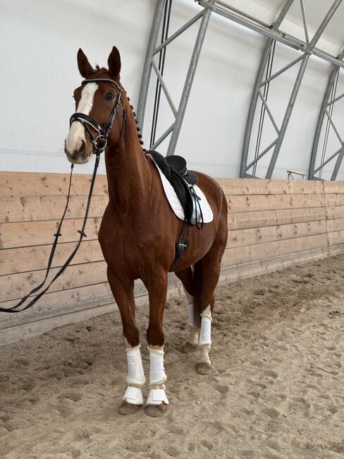 DSP Wallach nach Boston/Jazz, Laura Egger, Horses For Sale, Unterach