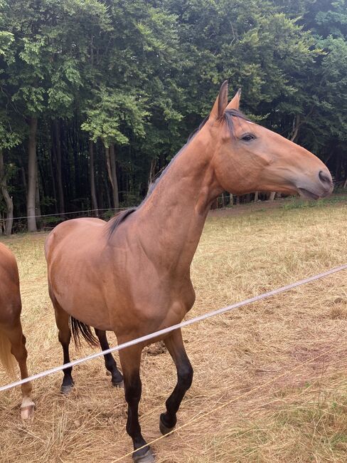 Dsp Sport Pferd von Prämengengst El Salvador, Kai Legleitner, Horses For Sale, Pirmasens, Image 5