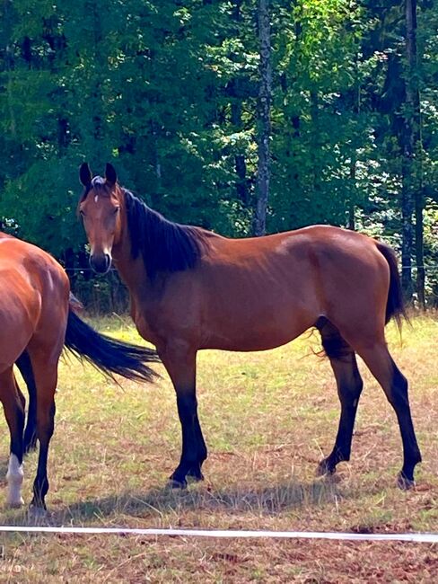 Dsp Sport Pferd von Prämengengst El Salvador, Kai Legleitner, Horses For Sale, Pirmasens