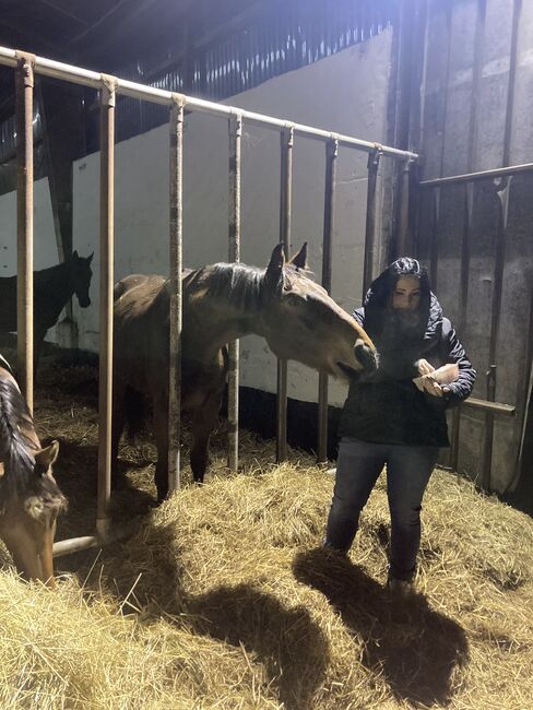 Dsp Sport Pferd von Prämengengst El Salvador, Kai Legleitner, Horses For Sale, Pirmasens, Image 6