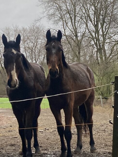 Dsp Sport Pferd von Prämengengst El Salvador, Kai Legleitner, Horses For Sale, Pirmasens, Image 2