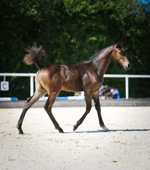 DSP Stutfohlen von Limbothello B, Anna Balk , Horses For Sale, Vohenstrauß, Image 5