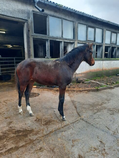 DSP Stutfohlen, Championatsfohlen, Ute Bartenstein, Horses For Sale, Misserode, Image 3