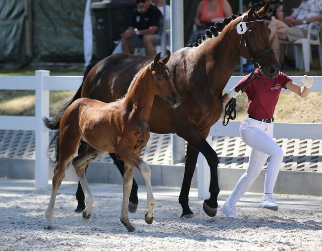 DSP Stutfohlen, Championatsfohlen, Ute Bartenstein, Horses For Sale, Misserode, Image 8