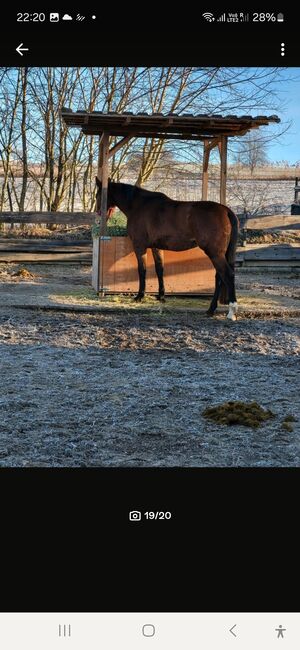 DSP Stute,Sportpferd,Springen,Vielseitigkeit, Dressur,Zucht, Natalie Rosenthal , Horses For Sale, Stockach, Image 14