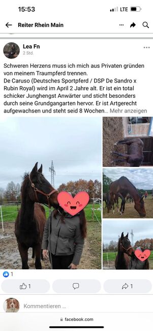 DSP Junghengst 2 Jährig, Sandra Funk, Horses For Sale, OFFENBACH , Image 3