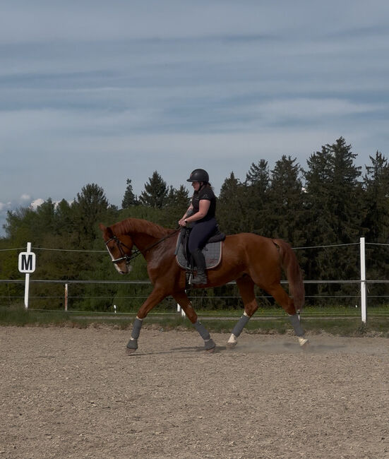 DSP Wallach nach Boston/Jazz, Laura Egger, Horses For Sale, Unterach, Image 4