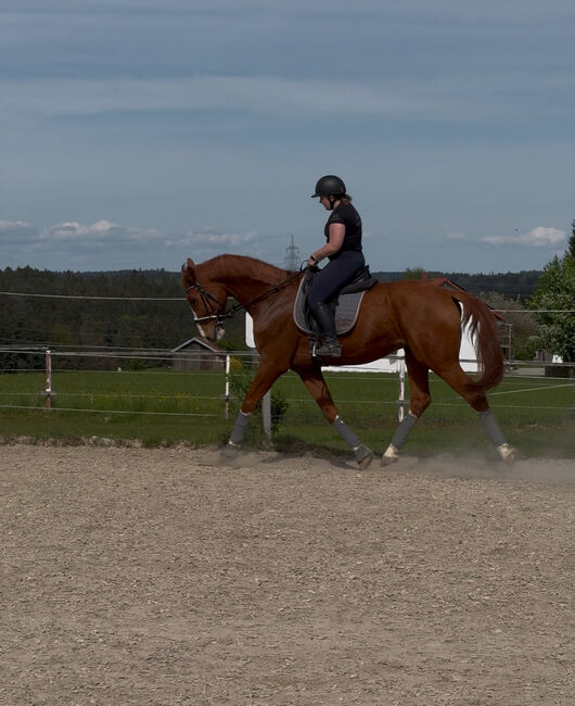 DSP Wallach nach Boston/Jazz, Laura Egger, Horses For Sale, Unterach, Image 6