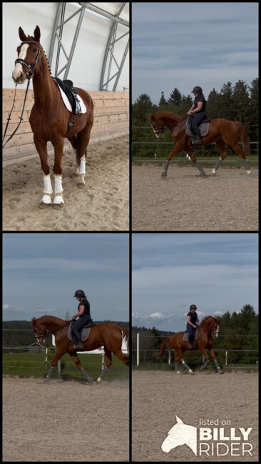 DSP Wallach nach Boston/Jazz, Laura Egger, Horses For Sale, Unterach, Image 7