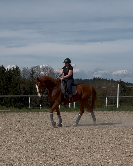 DSP Wallach nach Boston/Jazz, Laura Egger, Horses For Sale, Unterach, Image 5