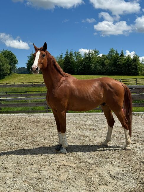 DSP Wallach nach Boston/Jazz, Laura Egger, Horses For Sale, Unterach, Image 3