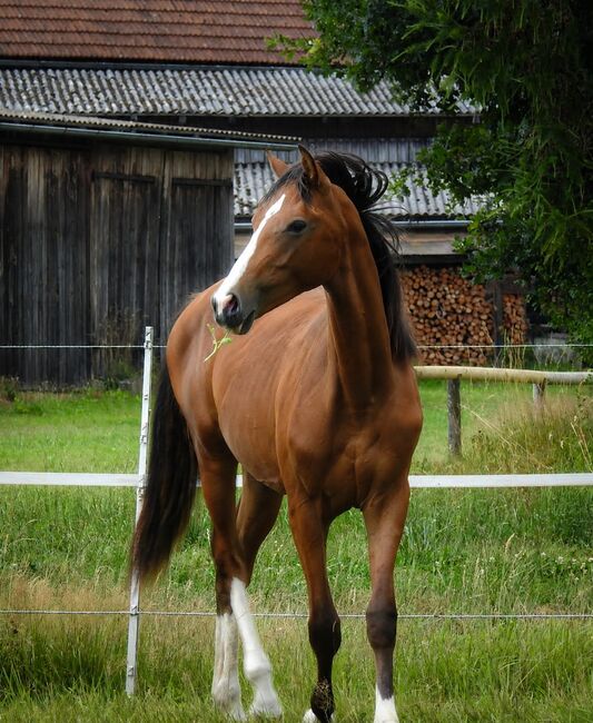 DSP Wallach von Chubakko, Jährling, Anna Balk , Horses For Sale, Vohenstrauß