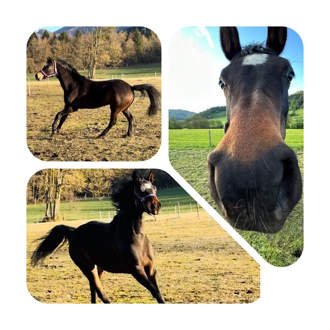 DSP WB Stute, Rosa, Horses For Sale, Franzenreith