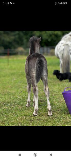 Dt Partbred Shetlandpony, Rappe, Shetty, pony, Maishi, Konie na sprzedaż, REHNA , Image 3