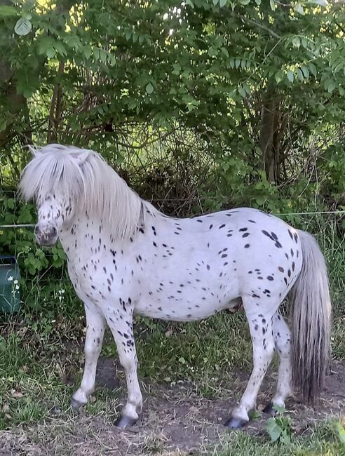 Dt Partbred Shetlandpony, Rappe, Shetty, pony, Maishi, Konie na sprzedaż, REHNA , Image 11